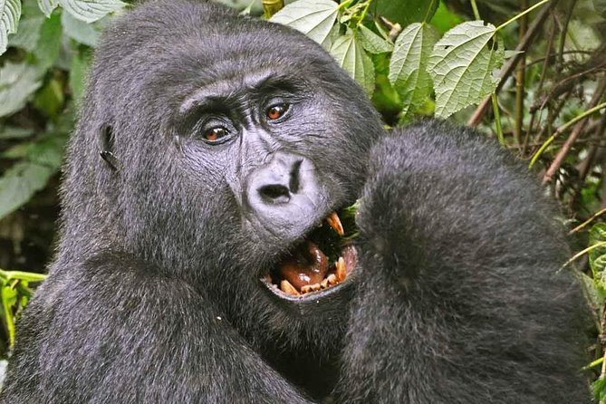 Gorilla Safari Holiday - Day 1: Arriving at Entebbe and settling in Kampala