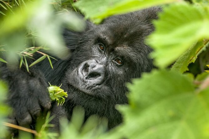 Gorilla Safari Holiday - Day 2: Flying to Kisoro and reaching Bwindi