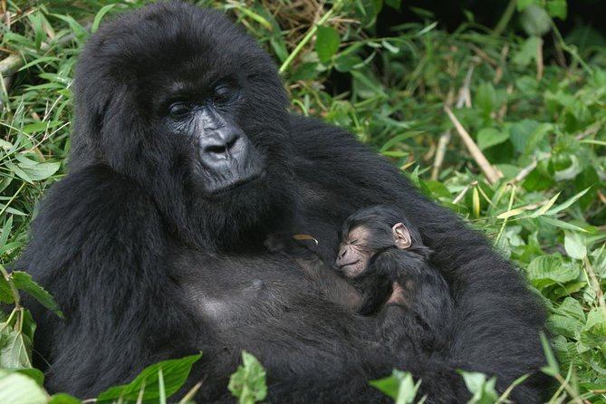 Gorilla Tracking & Batwa Culture Experience - Day 1: The long road from Kampala to Bwindi