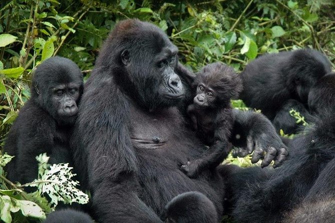 Gorilla Tracking & Batwa Culture Experience - The Batwa visit adds an important second story