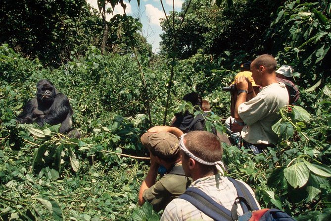 Gorilla Tracking & Batwa Culture Experience - Day 3: Kabale views, Mbarara lunch, and the return drive