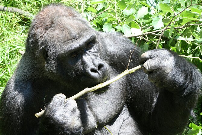 Gorilla Tracking & Batwa Culture Experience - What $2,840 per person buys you