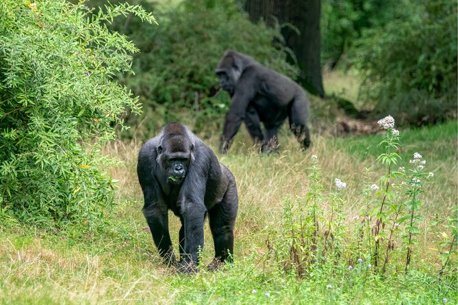 Gorilla Tracking & Batwa Culture Experience - Who should book this gorilla experience?