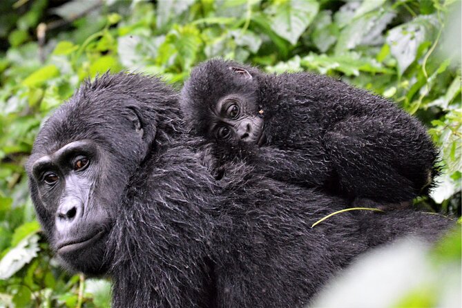 Gorilla Tracking & Batwa Culture Experience - Practical details that affect the day