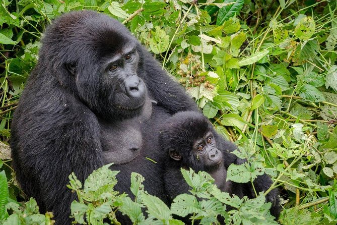 Gorilla Tracking & Batwa Culture Experience - Day 2: The gorilla trek through thick forest