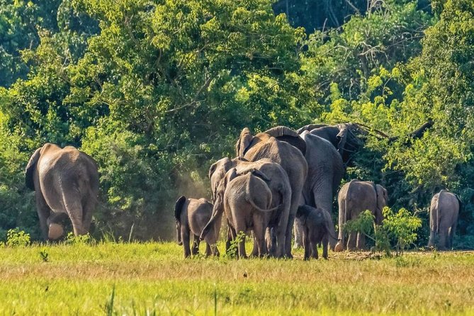 Guided Safari to Murchison Falls from Masindi - Why Murchison Falls deserves two days