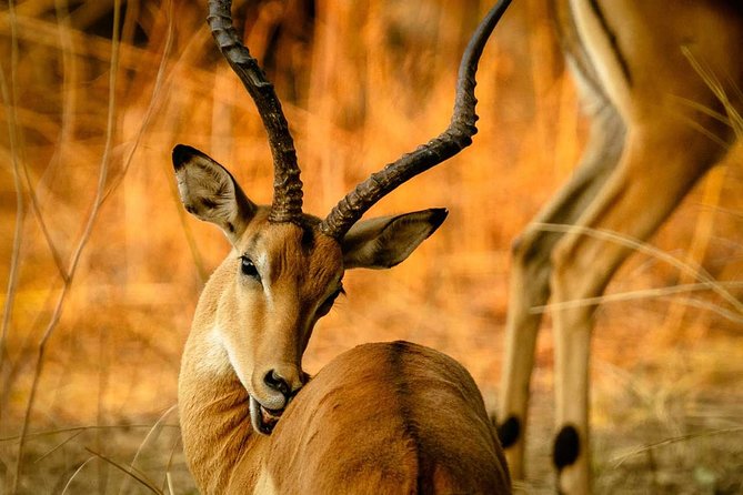 Guided Safari to Murchison Falls from Masindi - The Nile boat trip to the falls
