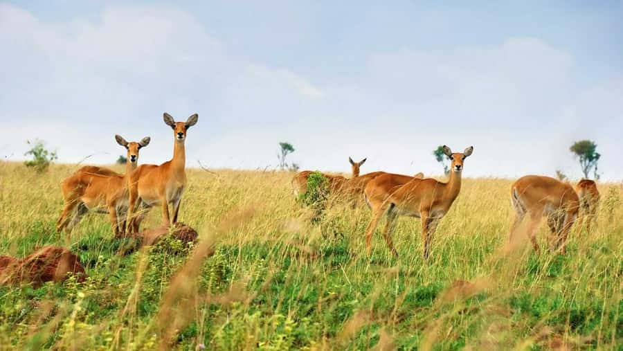 Kampala: 3-Day Murchison Falls Safari - Why Murchison Falls is worth three days