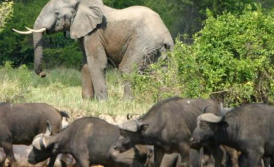 Kampala: 3-Day Murchison Falls Safari - The six-hour road from Kampala to the park