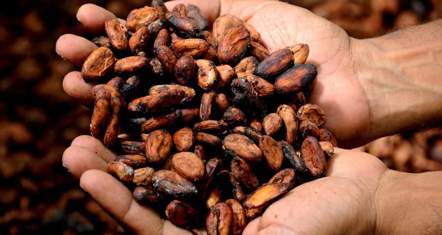 Kampala: Hands-On Chocolate Making Experience - Key points to know