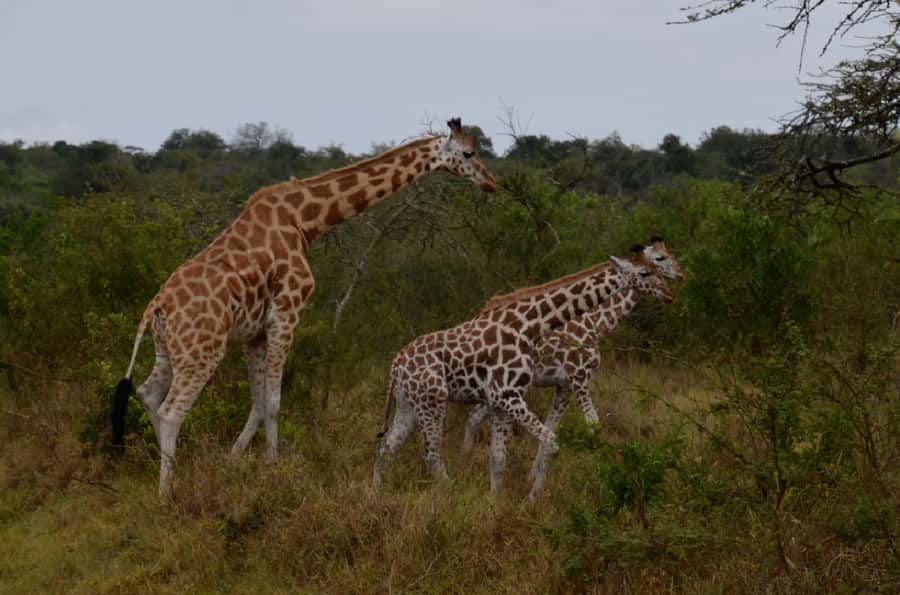 Lake Mburo National Park with Equator, Game Drive & Cruise - A three-hour game drive inside Lake Mburo
