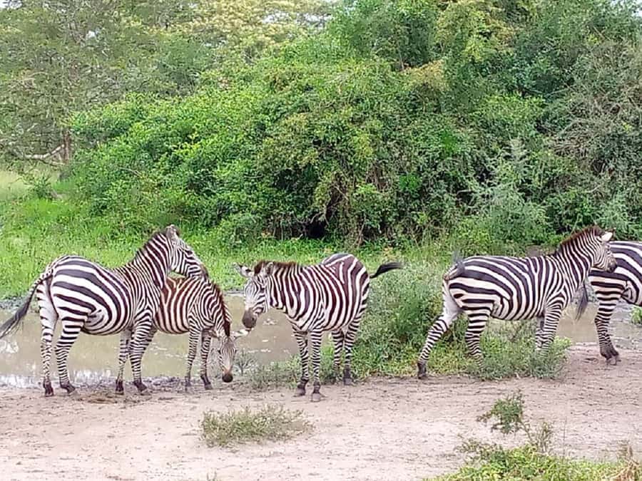Lake Mburo National Park with Equator, Game Drive & Cruise - The real cost of the $350 tour