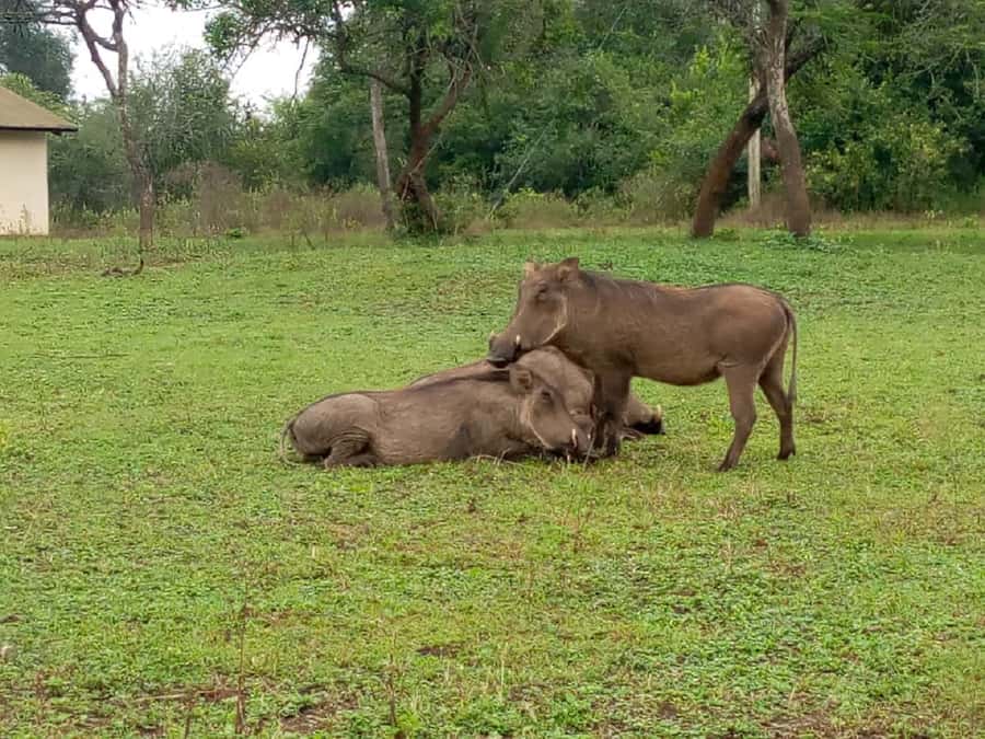 Lake Mburo National Park with Equator, Game Drive & Cruise - What to confirm before you pay