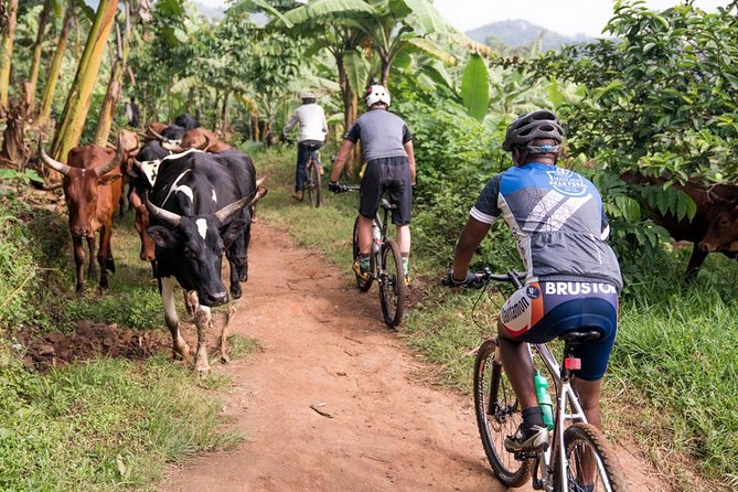 Lake Victoria Island Cycling Tour from Kampala - A closer look at the boat and nature element