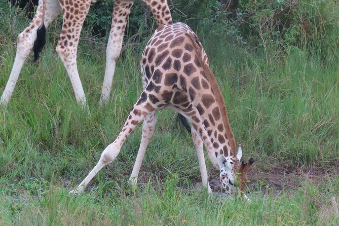 Murchison Falls 2 Days Game Safari (4 people Minimum required) - Why the Top of the Falls is the right opening
