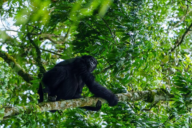 Private 3 Day Gorilla Trekking Safari in Uganda - Day 1: the long road from Entebbe to the forest