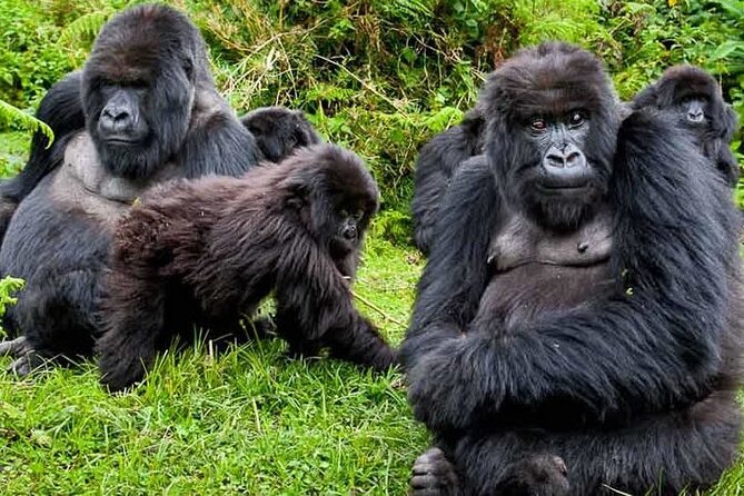 Private 3 Day Gorilla Trekking Safari in Uganda - Day 3: the Equator stop and the road back