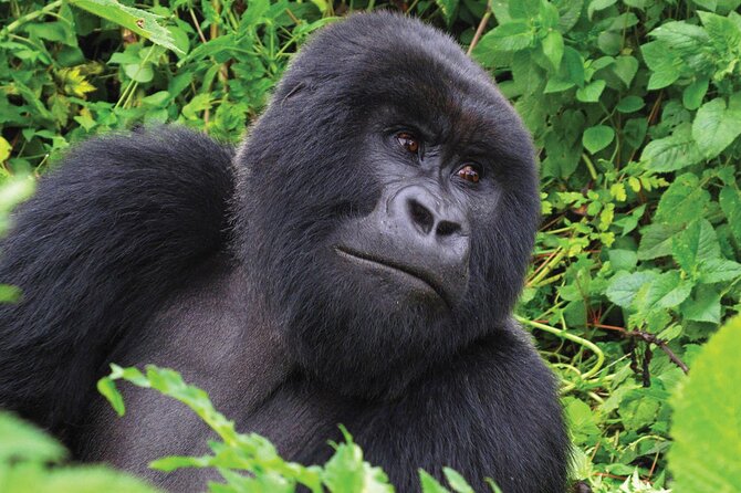 Private 3 Day Gorilla Trekking Safari in Uganda - What the $3,326 price covers