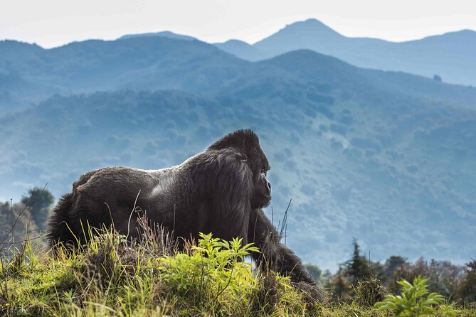 Private 3 Day Gorilla Trekking Safari in Uganda - The guides can make or break the road journey