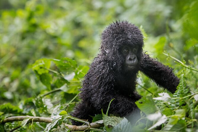Private 3 Day Gorilla Trekking Safari in Uganda - How demanding is the trek?