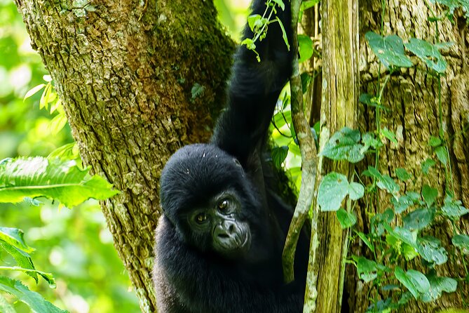 Private 3 Day Gorilla Trekking Safari in Uganda - Day 2: registration, ranger briefing, and the gorilla search