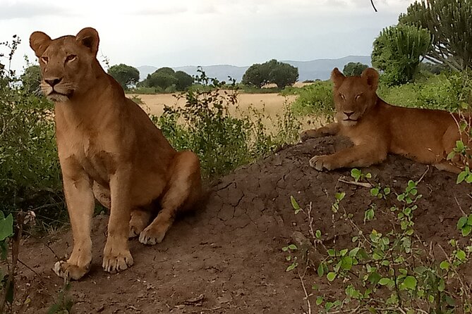 Private 3-Day Tour in Queen Elizabeth Park Safari - How good is the $885 value?