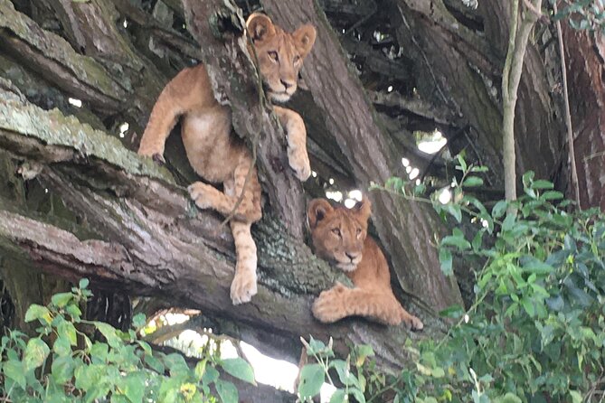 Queen Elizabeth Open Safari Jeeps for game drives. - Why an early drive works so well
