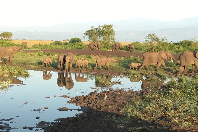 Queen Elizabeth Open Safari Jeeps for game drives. - An open jeep gives you the right feel