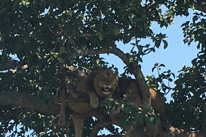 Queen Elizabeth Open Safari Jeeps for game drives. - A guide-led drive with a personal touch