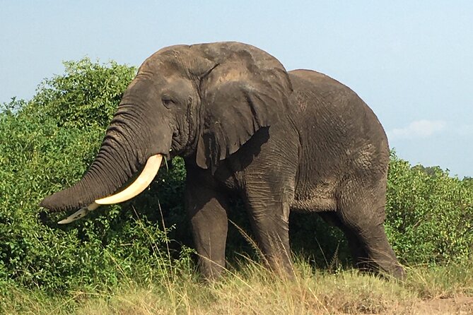 Queen Elizabeth Open Safari Jeeps for game drives. - How to plan the half-day well