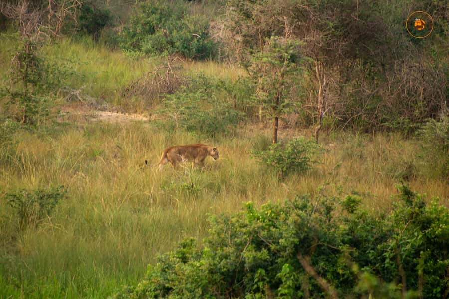 The Big5 3 Days Wildlife Adventure Experience in Uganda. - Pakuba Lodge, meals, and what the $900 covers