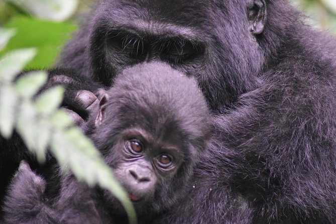 Three Days Gorilla Safaris In Uganda - Key points to know before booking