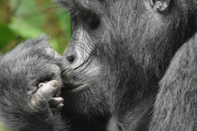Three Days Gorilla Safaris In Uganda - The Equator and Mbarara stops