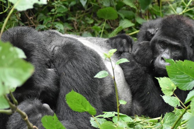 Three Days Gorilla Safaris In Uganda - Gorilla trekking begins at 7:45 a.m.