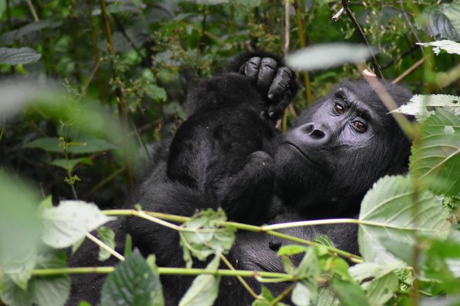 Three Days Gorilla Safaris In Uganda - The return through Kabale, Mbarara, and Entebbe