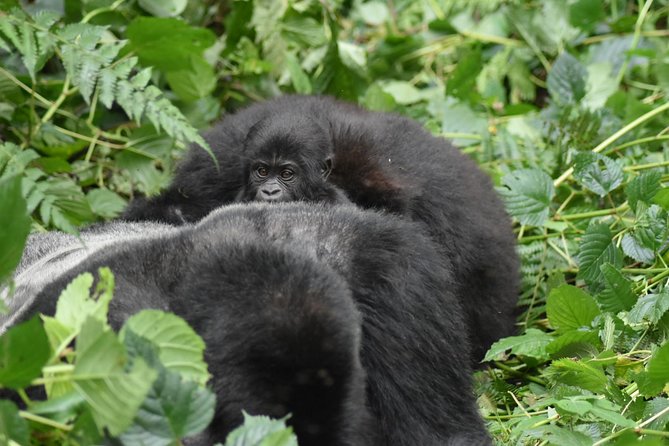 Three Days Gorilla Safaris In Uganda - Who will enjoy this Uganda gorilla safari?