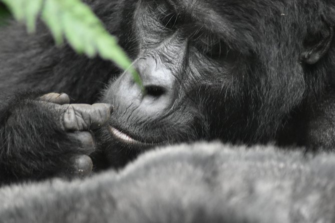 Three Days Gorilla Safaris In Uganda - Arriving at Bwindi and sleeping near the forest