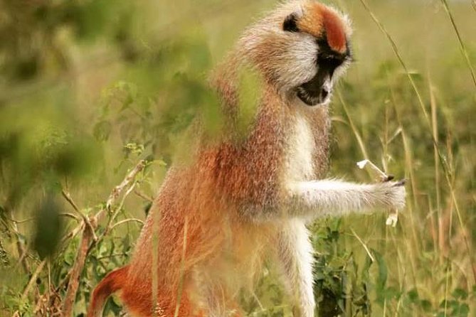 Three Days Murchison Falls National Park Tour in Uganda - Why Murchison Falls makes this three-day safari worthwhile
