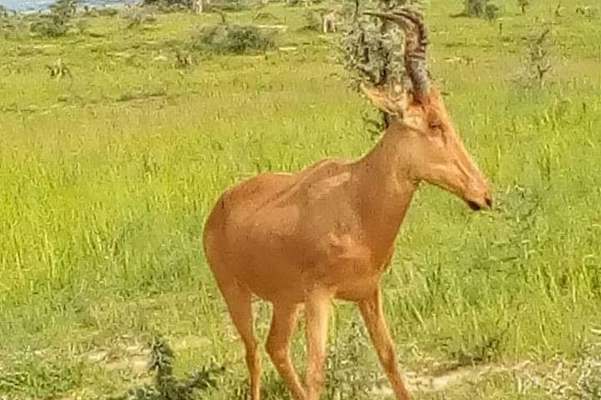 Three Days Murchison Falls National Park Tour in Uganda - Cancellation and booking checks