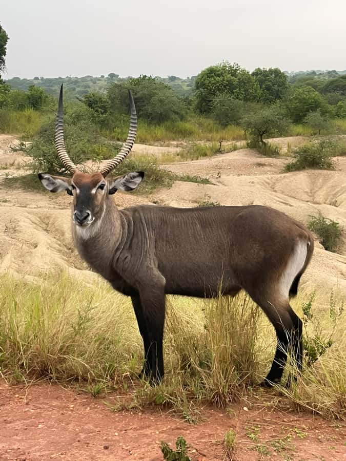 Uganda: 1-Day Murchison Falls Park Safari with Boat cruise - Key points to know before booking