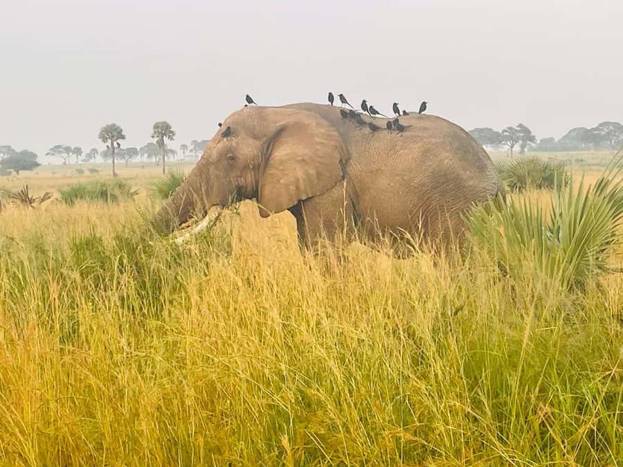 Uganda: 1-Day Murchison Falls Park Safari with Boat cruise - Why Murchison Falls works as a one-day safari