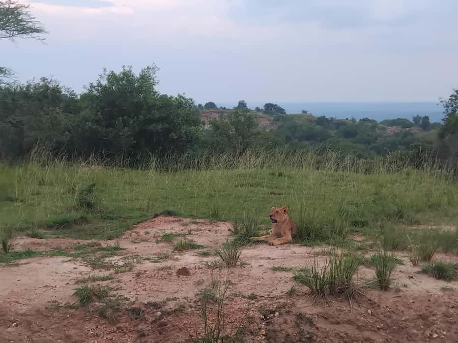 Uganda: 1-Day Murchison Falls Park Safari with Boat cruise - Three hours on the Murchison Falls game drive