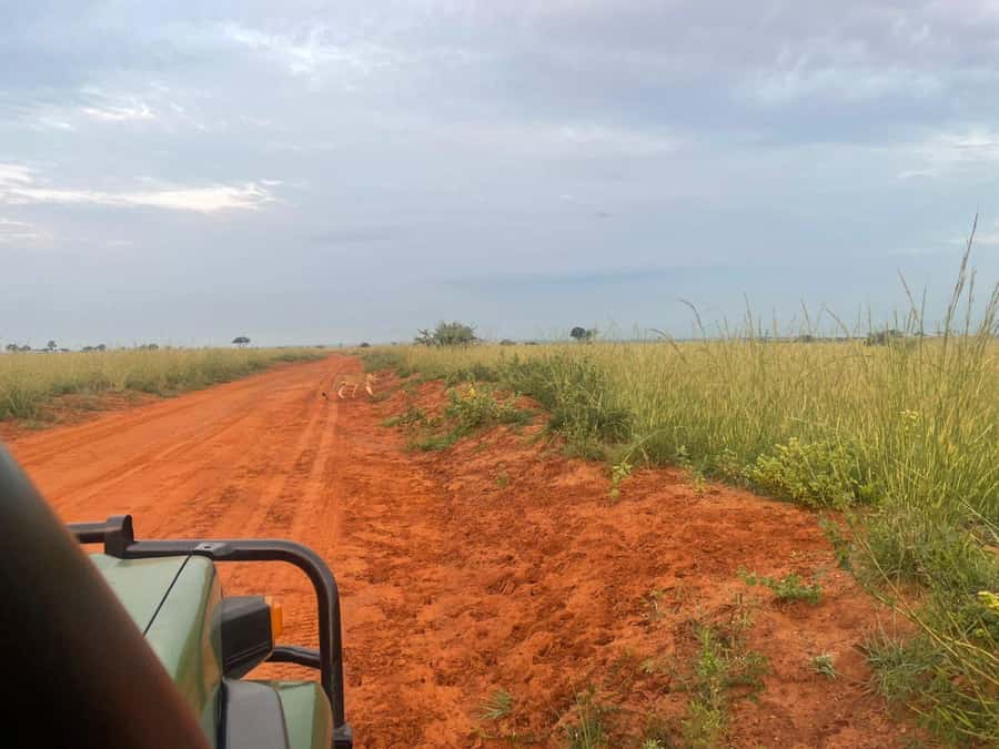 Uganda: 1-Day Murchison Falls Park Safari with Boat cruise - The Nile cruise toward Murchison Falls