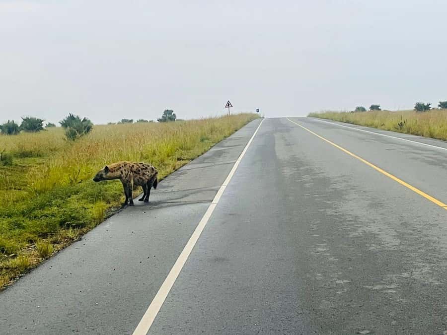 Uganda: 1-Day Murchison Falls Park Safari with Boat cruise - Who should book this one-day safari