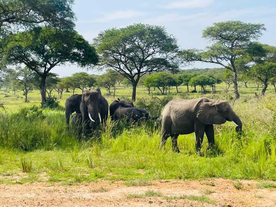 Uganda: 1-Day Murchison Falls Park Safari with Boat cruise - Booking details worth checking