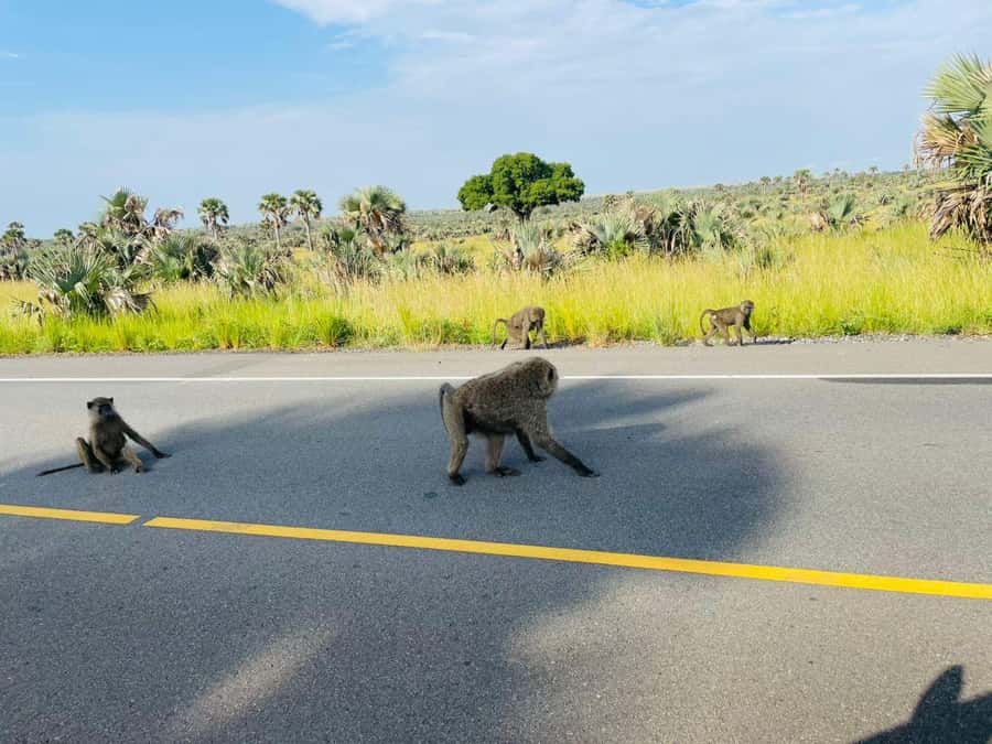 Uganda: 1-Day Murchison Falls Park Safari with Boat cruise - Should you book the Murchison Falls day trip?