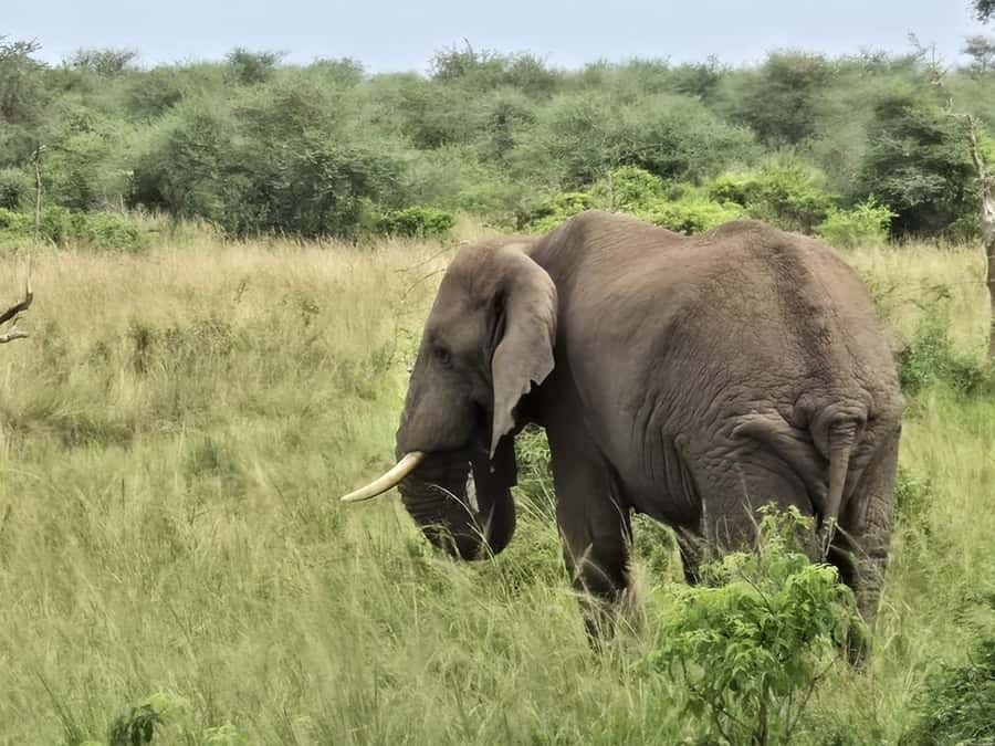 Uganda: 2-Day Murchison Falls Park Safari with Boat cruise - Why Murchison Falls works so well in two days