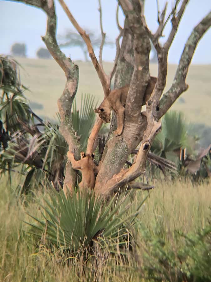 Uganda: 2-Day Murchison Falls Park Safari with Boat cruise - Three hours on the Nile below the falls