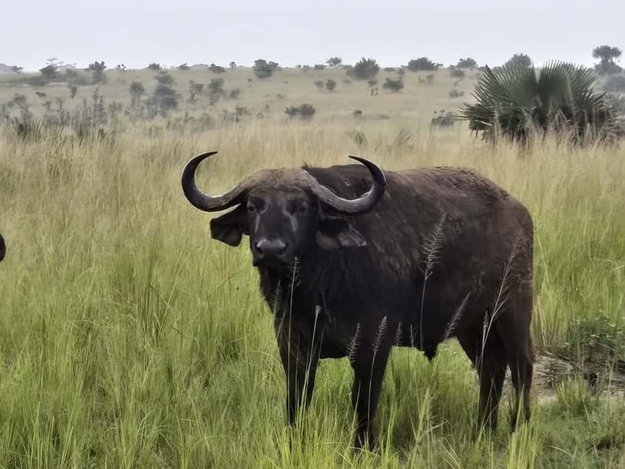 Uganda: 2-Day Murchison Falls Park Safari with Boat cruise - The 6:00 AM game drive through the park