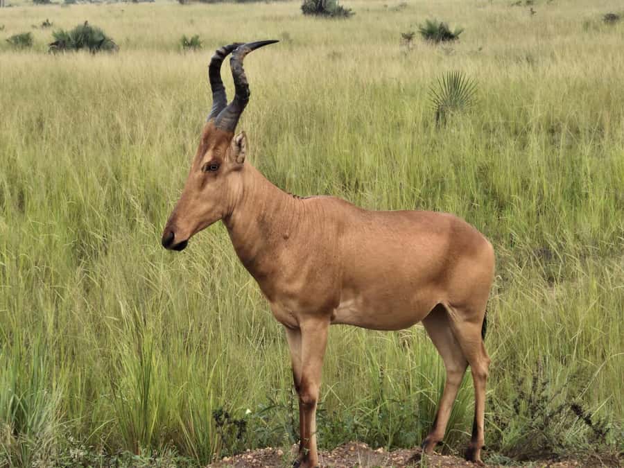 Uganda: 2-Day Murchison Falls Park Safari with Boat cruise - The top of Murchison Falls and the narrow gorge